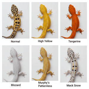 Grid of six leopard gecko morphs including Normal, High Yellow, Tangerine, Blizzard, Murphy’s Patternless and Mack Snow