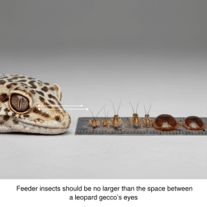 Leopard gecko head next to crickets and roaches on a ruler showing insects the same length as the space between the eyes