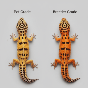 Two leopard geckos side by side comparing an average pet grade gecko to a higher quality breeder grade gecko