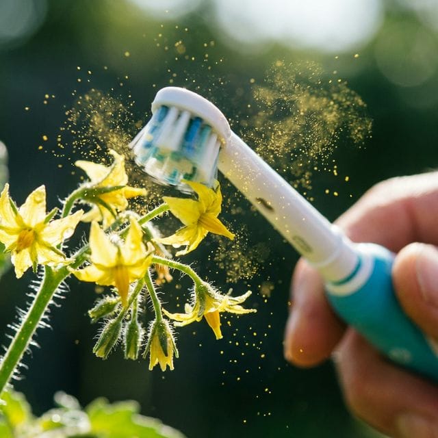 Cozy studio apartment balancing a reptile terrarium, a bird cage, and safe hanging indoor plants