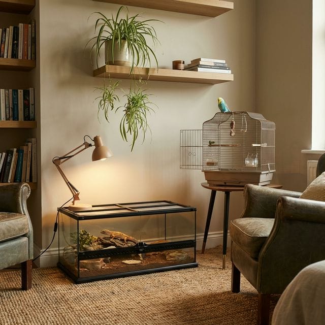 Cozy studio apartment balancing a reptile terrarium, a bird cage, and safe hanging indoor plants