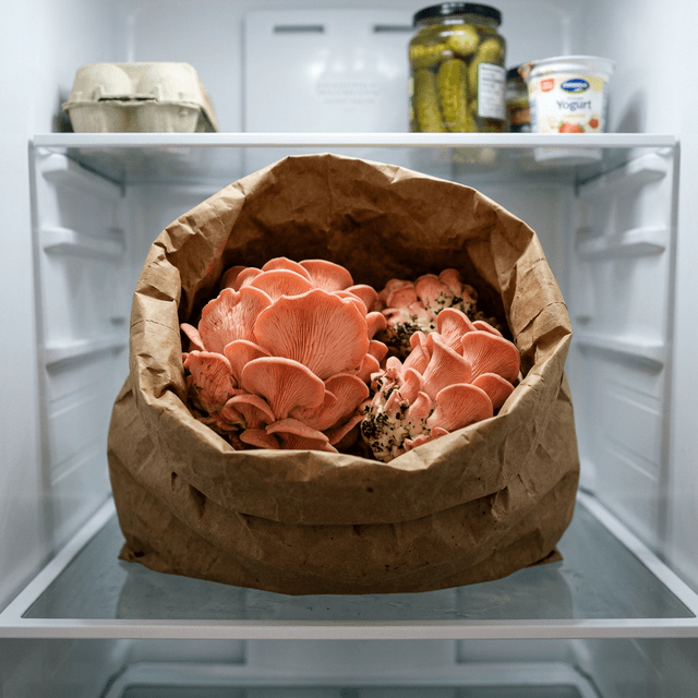 how to grow mushrooms in a small apartment