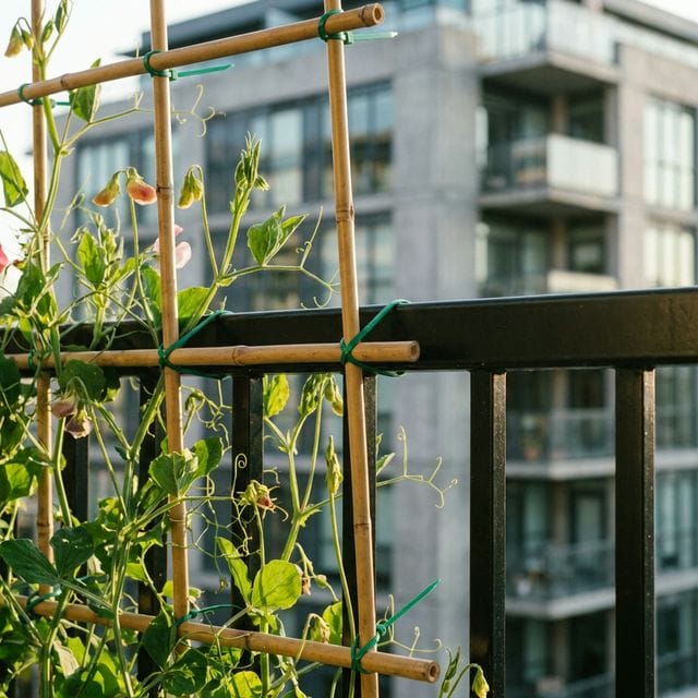 DIY Balcony Trellis No Drilling Zip Ties