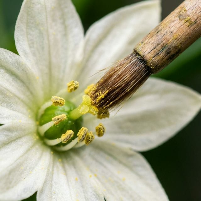 A soft paintbrush gently transferring pollen inside a pepper flower